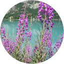 Moni Maifre profile picture